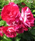 Malerrose® 'Guy Savoy®'