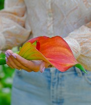 Calla-Mix 'The Giants'