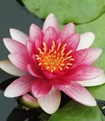 Seerose (Nymphaea) 'Rot'