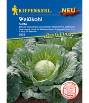 Weißkohl 'Sunta' F1