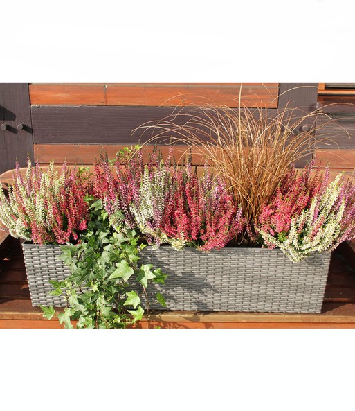 3er-Set Calluna Knospenheide 'Gardengirls®' Tricolor, 12 cm-Topf