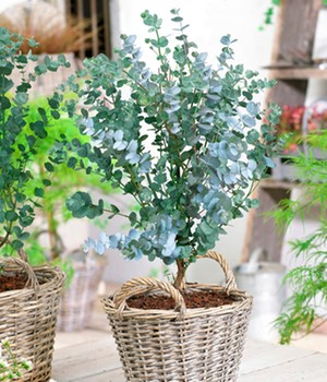 Winterharter Eukalyptus 'Azura®'