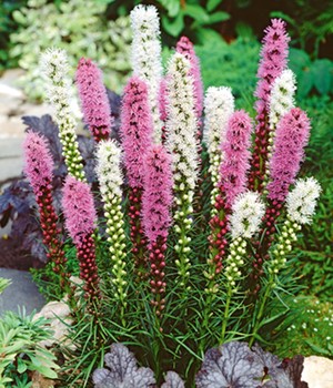 Liatris-Mix 'rosa-weiß'