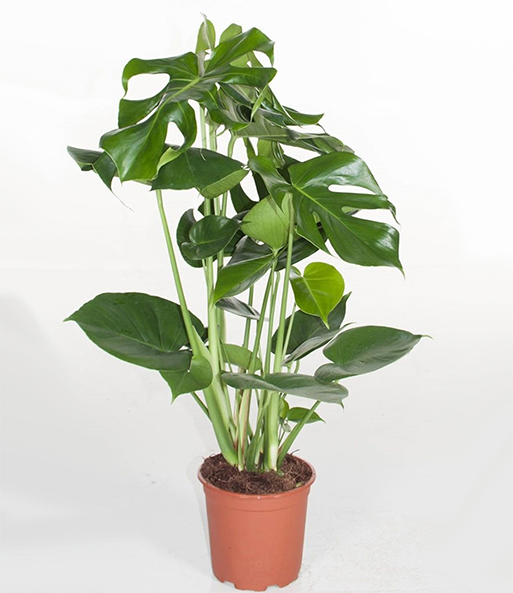 Monstera - Fensterblatt ca. 60-70 cm hoch