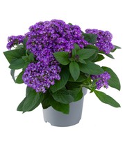 Duft Honig-Vanilleblume 'Honey Blue®'