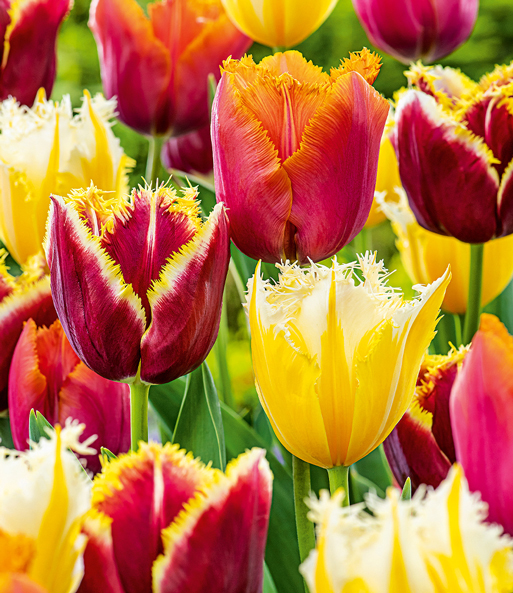 Tulpen-Mix 'Fancy Fringes'