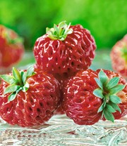 Himbeer-Erdbeere 'Framberry®'