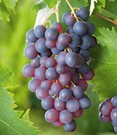 Kernlose Tafel-Traube 'Venus®'