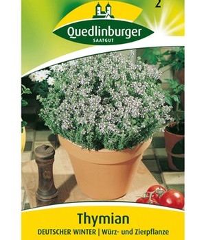 Thymian mehrjährig