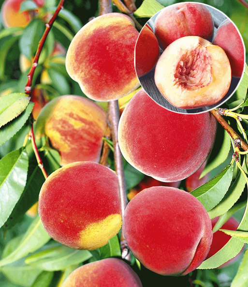 Hausgarten-Pfirsich 'Fruteria®'