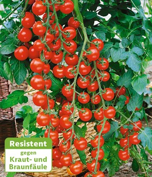 Veredelte Kirsch-Tomate 'Rubylicious' F1