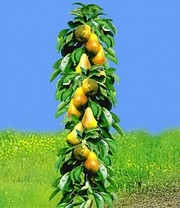 Säulen-Obst-Kollektion Birne & Zwetschge