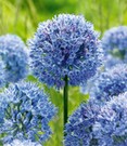 Allium 'Azureum'