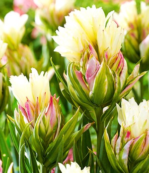 Tulpe 'Mystery Valley'