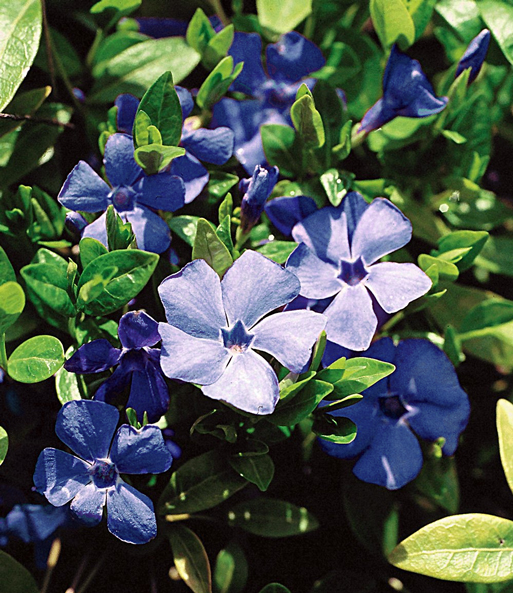 Vinca minor 'Blau'